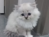 Minik sevimli kedilerim