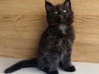 DEĞERİNİ BİLENE ÖZEL BLACK MAİNE COON BEBEĞİM 