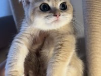 British Shorthair Golden Ny11 Mükemmel Erkek