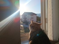 1 yaşında erkek golden tabby kedimiz