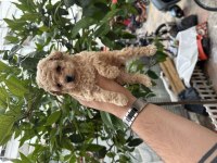 A kalite standart poodle