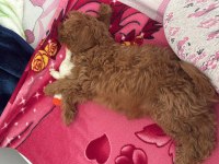 3 aylık yavru toy poodle köpeği