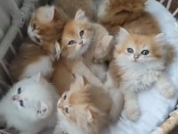 Tüylü sarı şeker golden kediler teslime hazır