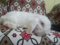 Teddy Lop Tavşanı