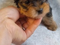 Sahibinden 3 aylık yorkshire terrier