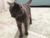 British shorthair annemiz 1 buçuk yaşında