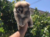 Pomeranian boo köpeğimiz