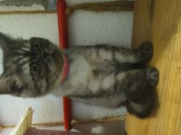 1 YAŞINDA EXOTİC KEDİMİZ KAYSERİ DİŞİ
