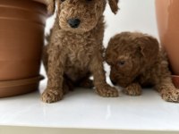 Toy poodle bebekler