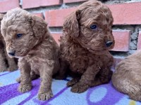 RED BROWN TOY POODLE BEBEKLER