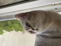 1.5 yaşında British Shorthair Silver Erkek