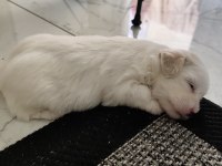 Maltese yavruları