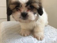 SHİH TZU YAVRULARIM YENİ AİLESİNİ BEKLİYOR