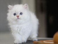 Anne baba şecereli tam bir asilzade british longhair
