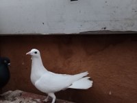 Oynak satılık saya güvercin var