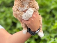 Maltipoo yavrularımız