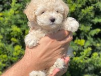 Toy poodle