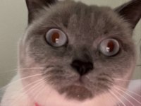 British Shorthair 1,5 Yaşında