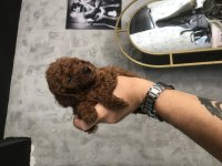Toy poodle kilo ve boy garantili