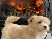 Zeki ve Tüy Dökmeyen Maltipoo Yavrularımız