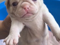 Pug Mops Bebekler