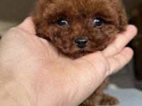 Kore Toy Poodle Bebekler