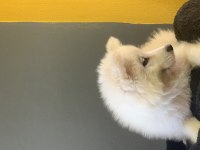 Burkem çiftliğimizden kar topu samoyed yavrularımız