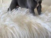 Blue & Lilac A Kalite French Bulldog Yavrularımız