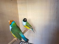 Yumurtlayan Golden Finch Ve Tepeli Benegal Bakıcı İle