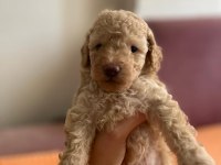 Apricot Toy Poodle
