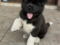 Safkan american akita yavruları