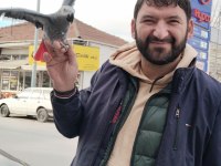 Yavru ve Yetişkin Jako Papağanı Mevcut