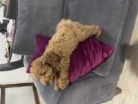 2,5 Aylık Toy Poodle Sahiplendirme