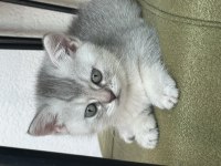 British shorthair yavrularımız hazır