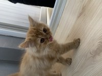 3 aylık sarı chinchilla