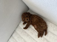 Toy poodle 2 aylık yavru