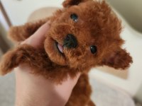 Kore tniy boy poodle bebekler