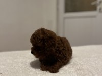 Kore dark red poodle bebekler