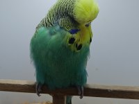 Show jumbo muhabbet kuşlarımız