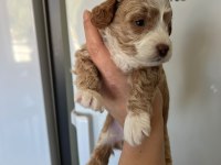 F3 Maltipoo Yavrular