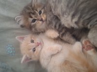 British shorthair yavru