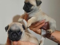 kaliteli pug mops bebekler