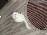 Scottish fold longhair orijinal şecereli