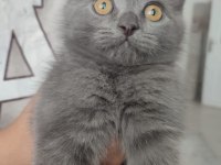 British shorthair kızımıza yuva arıyoruz