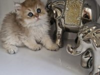 British longhair golden kardeşler