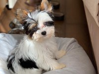 Biewer yorkshire puppy micro