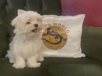 PETS WORLD güvencesiyle gerçek MALTESE yavrularımız