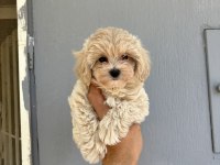 KORE KAN MALTİPOO BEBEKLER DAHA İYİSİ YOK