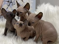Sphynx sfenks tüysüz dişi erkek yavru