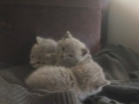 British Shorthair 3 Yavrumuza Yeni Sahip